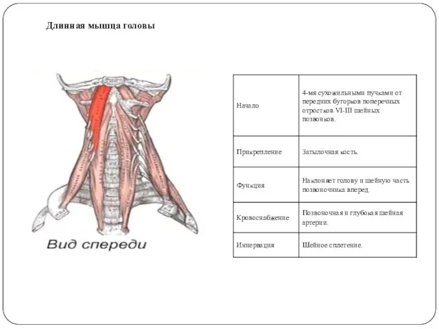 Длинная мышца головы