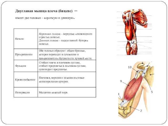 Двуглавая мышца плеча (бицепс) – имеет две головки – короткую и длинную.