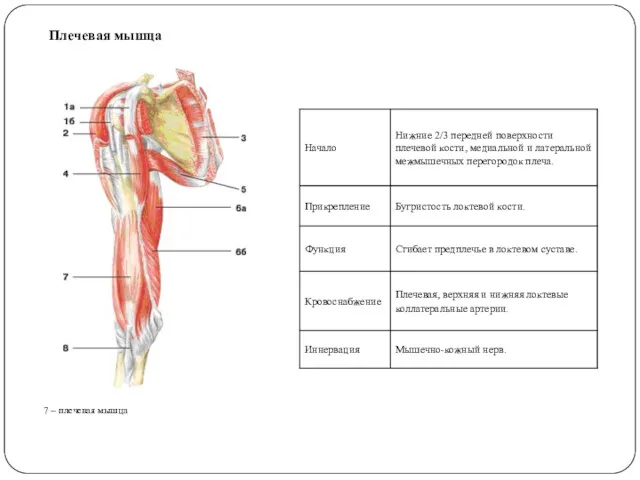 Плечевая мышца 7 – плечевая мышца