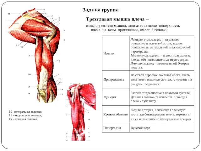 Задняя группа Трехглавая мышца плеча – сильно развитая мышца, занимает