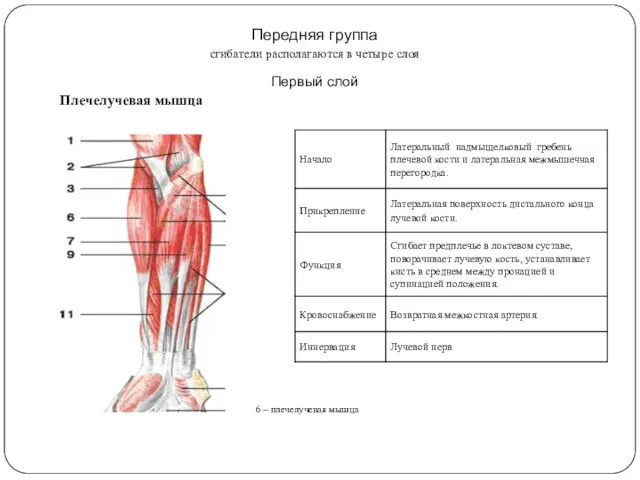 Передняя группа сгибатели располагаются в четыре слоя Первый слой Плечелучевая мышца 6 – плечелучевая мышца