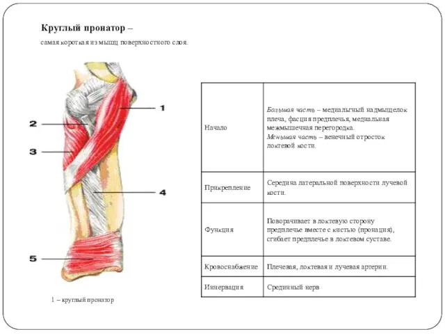 Круглый пронатор – самая короткая из мышц поверхностного слоя. 1 – круглый пронатор