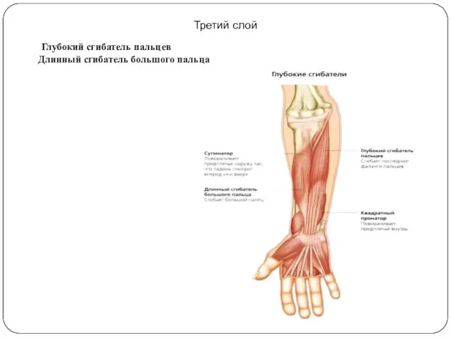 Третий слой Глубокий сгибатель пальцев Длинный сгибатель большого пальца