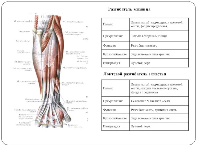 Разгибатель мизинца Локтевой разгибатель запястья
