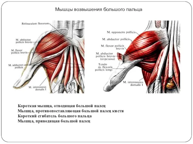 Мышцы возвышения большого пальца Короткая мышца, отводящая большой палец Мышца,