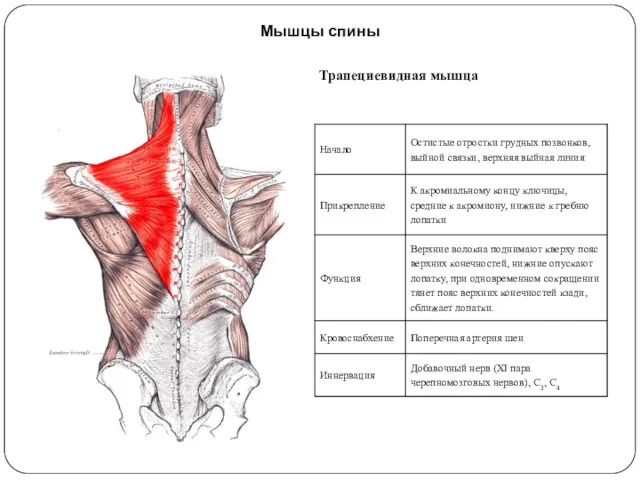 Трапециевидная мышца Мышцы спины