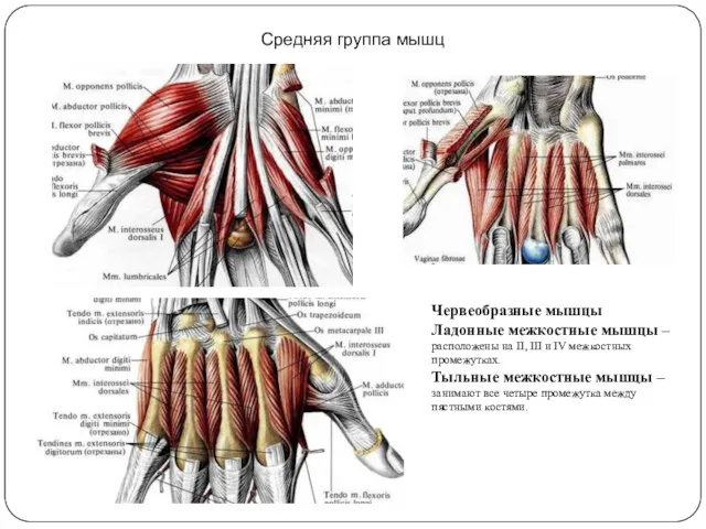 Средняя группа мышц Червеобразные мышцы Ладонные межкостные мышцы – расположены