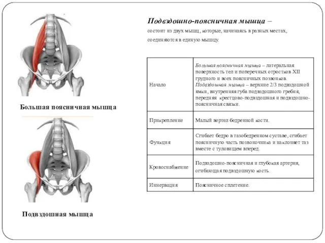 Подвздошно-поясничная мышца – состоит из двух мышц, которые, начинаясь в