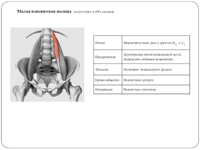 Малая поясничная мышца (отсутствует в 40% случаев)