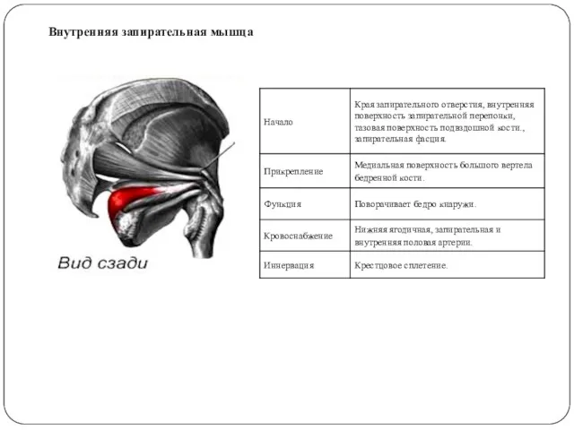 Внутренняя запирательная мышца