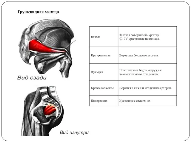 Грушевидная мышца Вид изнутри