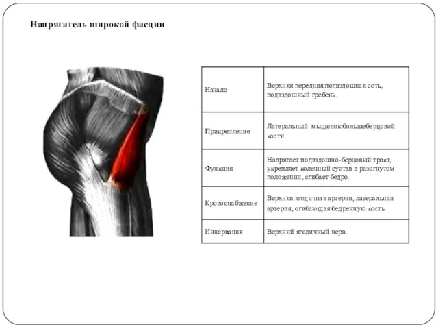 Напрягатель широкой фасции