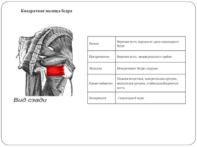 Квадратная мышца бедра