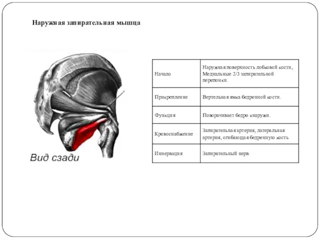 Наружная запирательная мышца