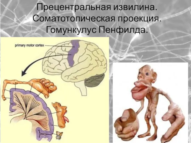 Прецентральная извилина. Соматотопическая проекция. Гомункулус Пенфилда.