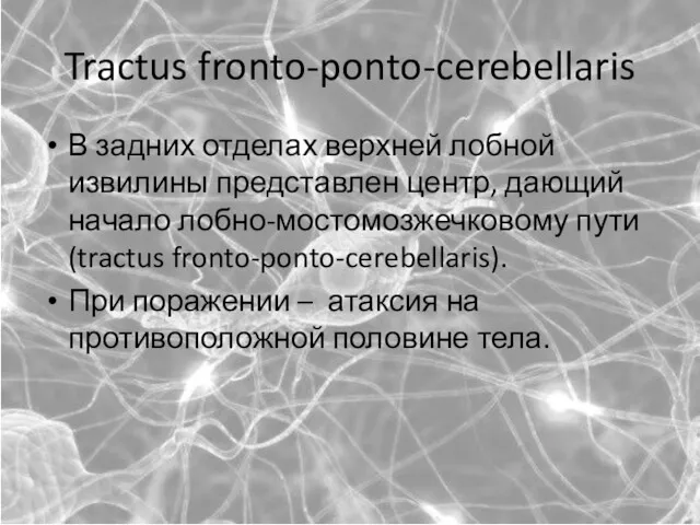 Tractus fronto-ponto-cerebellaris В задних отделах верхней лобной извилины представлен центр,