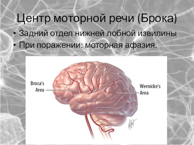 Центр моторной речи (Брока) Задний отдел нижней лобной извилины При поражении: моторная афазия.