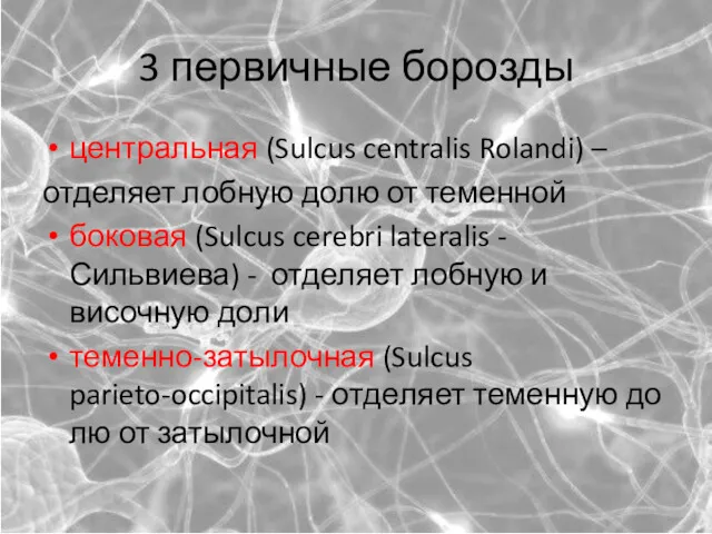 3 первичные борозды цен­траль­ная (Sulcus centralis Rolandi) – от­деляет лоб­ную