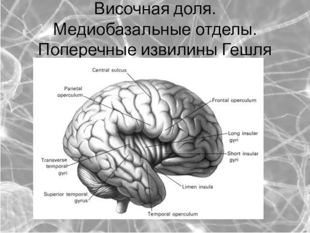 Височная доля. Медиобазальные отделы. Поперечные извилины Гешля