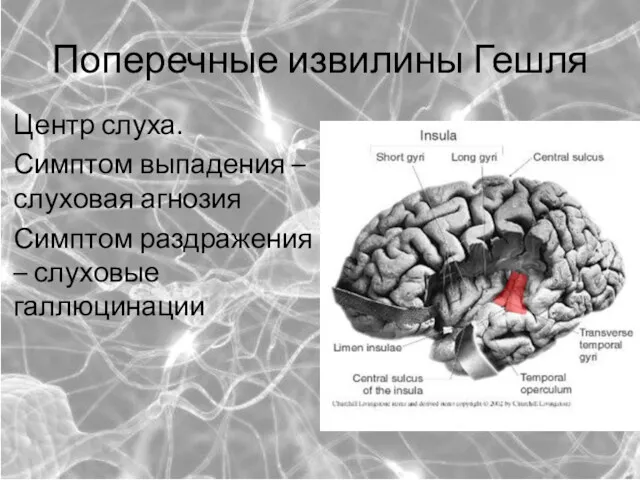 Поперечные извилины Гешля Центр слуха. Симптом выпадения – слуховая агнозия Симптом раздражения – слуховые галлюцинации