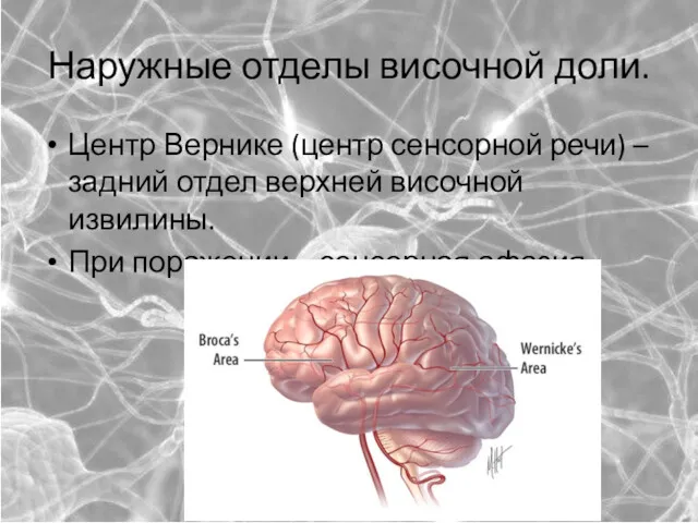 Наружные отделы височной доли. Центр Вернике (центр сенсорной речи) –