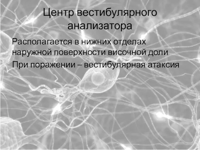 Центр вестибулярного анализатора Располагается в нижних отделах наружной поверхности височной доли При поражении – вестибулярная атаксия