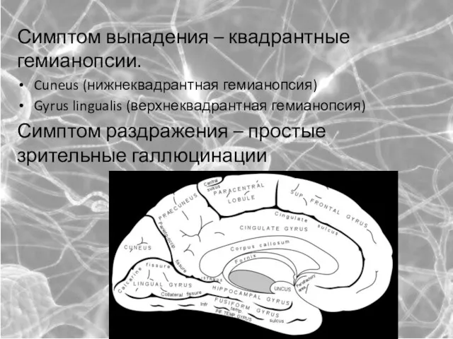 Симптом выпадения – квадрантные гемианопсии. Cuneus (нижнеквадрантная гемианопсия) Gyrus lingualis