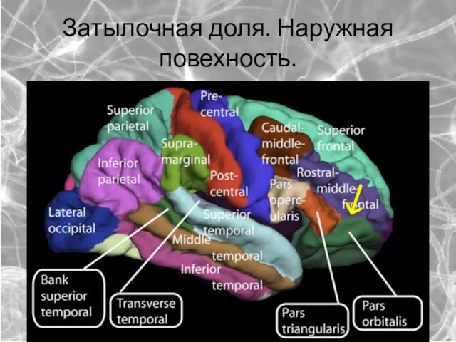 Затылочная доля. Наружная повехность.