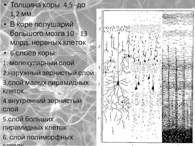 Тол­щи­на ко­ры 4,5 -до 1,2 мм. В ко­ре по­лу­ша­рий большого