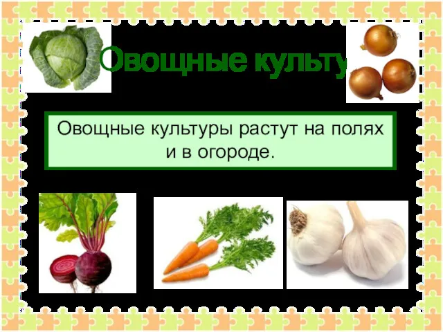 Овощные культуры Овощные культуры растут на полях и в огороде.