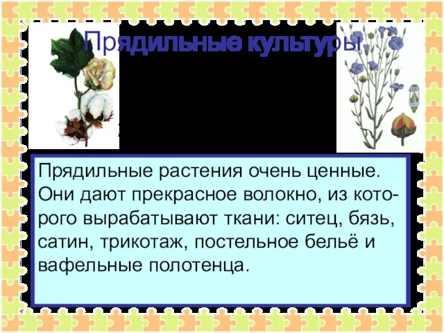 Прядильные культуры Прядильные растения очень ценные. Они дают прекрасное волокно,