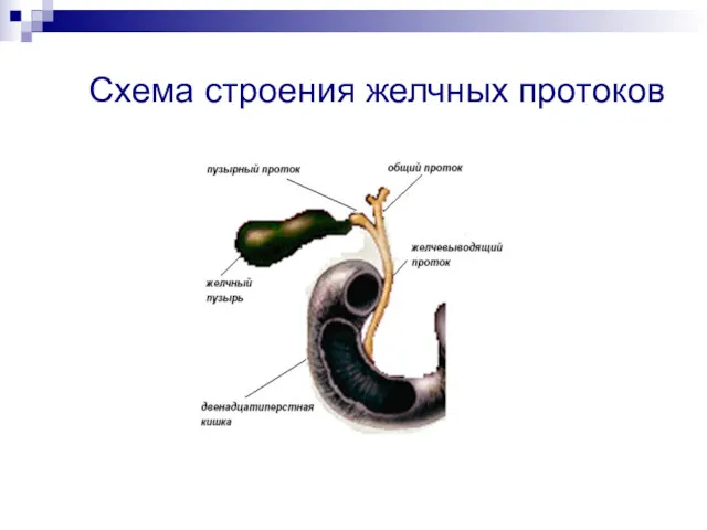 Схема строения желчных протоков