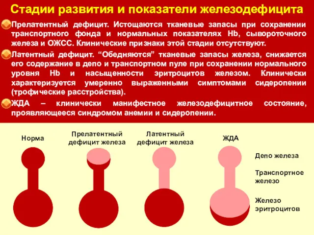 Стадии развития и показатели железодефицита Прелатентный дефицит. Истощаются тканевые запасы