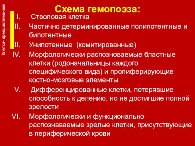 Схема гемопоэза: Клетки- предшественники Стволовая клетка Частично детерминированные полипотентные и