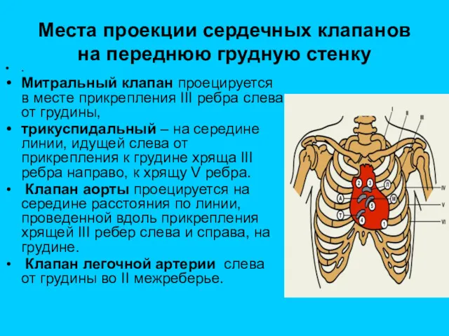 Места проекции сердечных клапанов на переднюю грудную стенку . Митральный