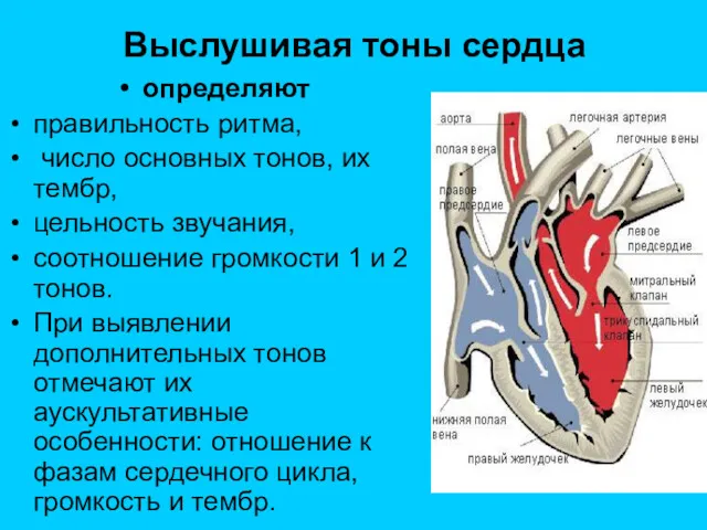 Выслушивая тоны сердца определяют правильность ритма, число основных тонов, их