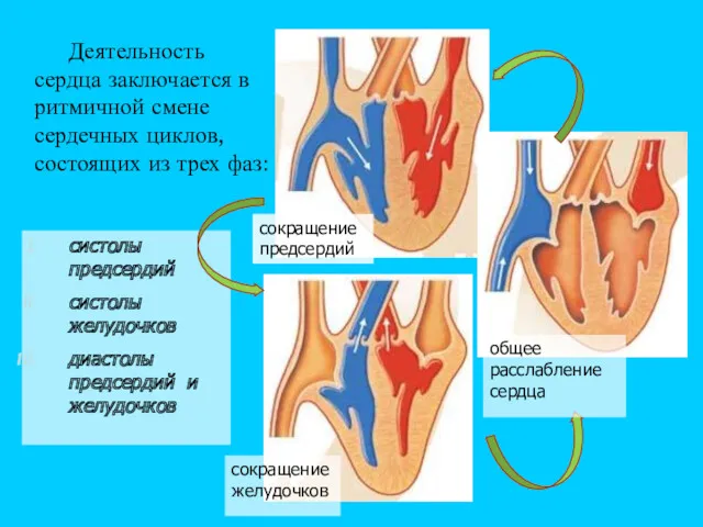 Деятельность сердца заключается в ритмичной смене сердечных циклов, состоящих из