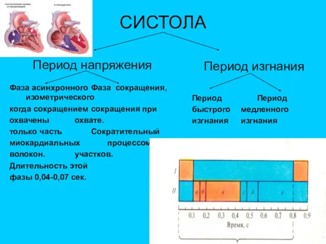 СИСТОЛА Период напряжения Фаза асинхронного Фаза сокращения, изометрического когда сокращением