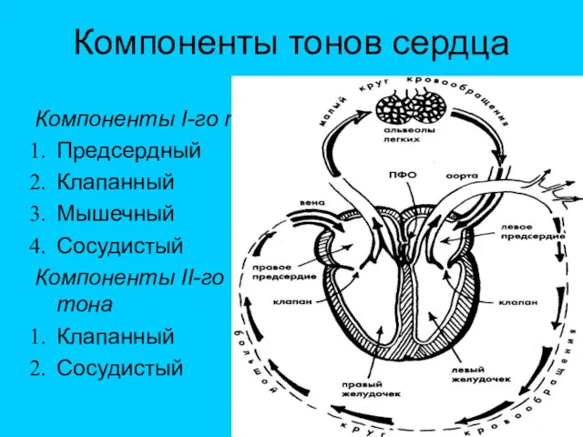 Компоненты тонов сердца Компоненты I-го тона Предсердный Клапанный Мышечный Сосудистый Компоненты II-го тона Клапанный Сосудистый