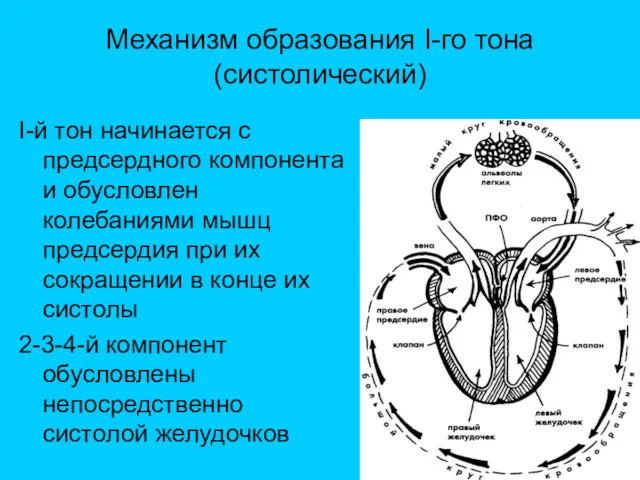 Механизм образования I-го тона (систолический) I-й тон начинается с предсердного