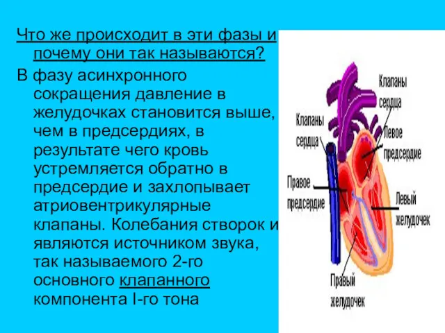 Что же происходит в эти фазы и почему они так