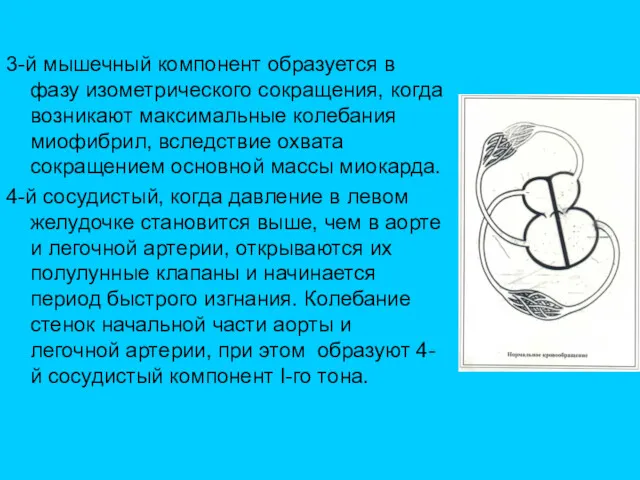 3-й мышечный компонент образуется в фазу изометрического сокращения, когда возникают