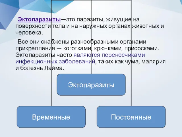 Эктопаразиты—это паразиты, живущие на поверхности тела и на наружных органах животных и человека.