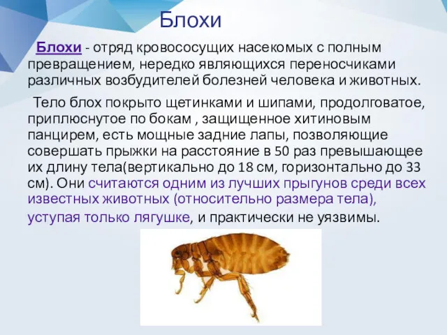 Блохи Блохи - отряд кровососущих насекомых с полным превращением, нередко являющихся переносчиками различных