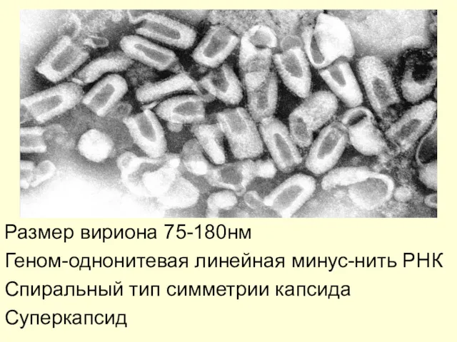 Размер вириона 75-180нм Геном-однонитевая линейная минус-нить РНК Спиральный тип симметрии капсида Суперкапсид