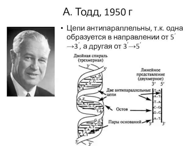 А. Тодд, 1950 г Цепи антипараллельны, т.к. одна образуется в