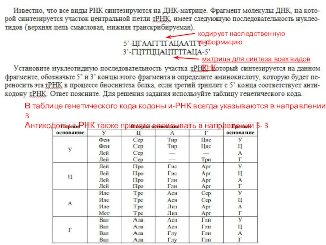 кодирует наследственную информацию матрица для синтеза всех видов РНК В