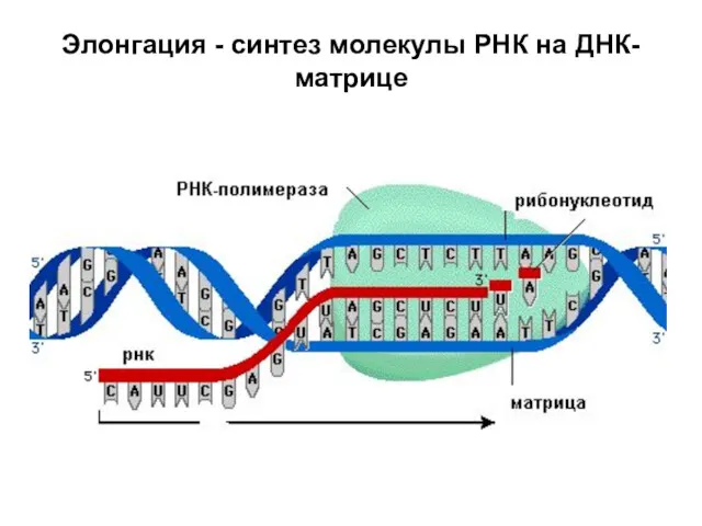 Элонгация - синтез молекулы РНК на ДНК-матрице