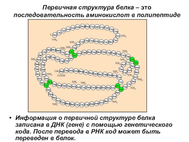 Первичная структура белка – это последовательность аминокислот в полипептиде Информация о первичной структуре