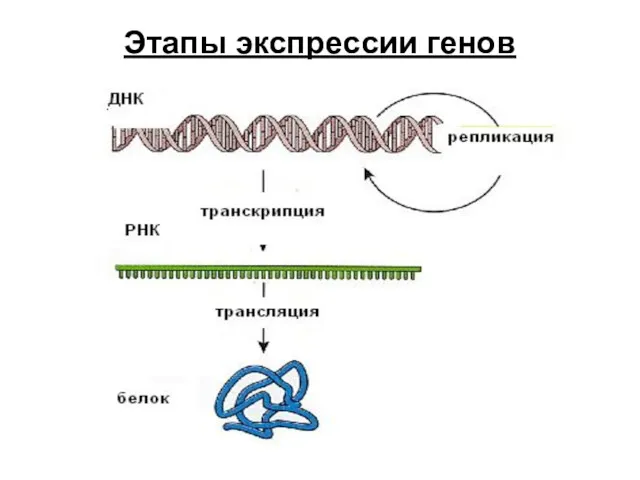 Этапы экспрессии генов